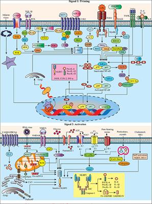 Immunomodulatory Effects of Diterpenes and Their Derivatives Through NLRP3 Inflammasome Pathway: A Review